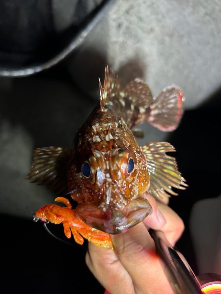 ロックフィッシュ