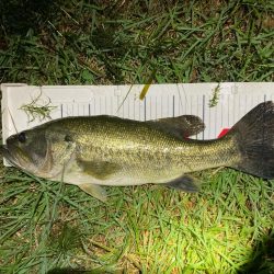 夜なら何とかなります。