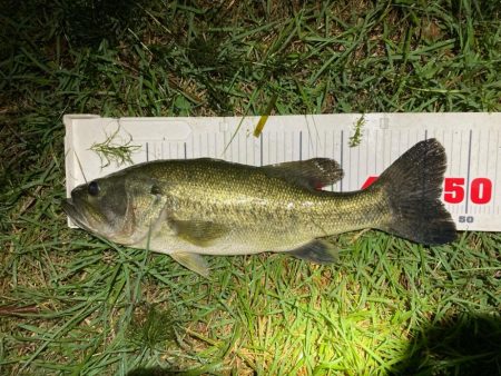 夜なら何とかなります。