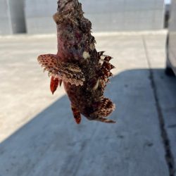 いろいろ釣れました。