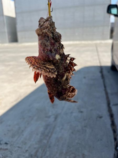 いろいろ釣れました。