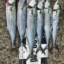 サゴシ祭りでした