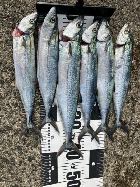 サゴシ祭りでした