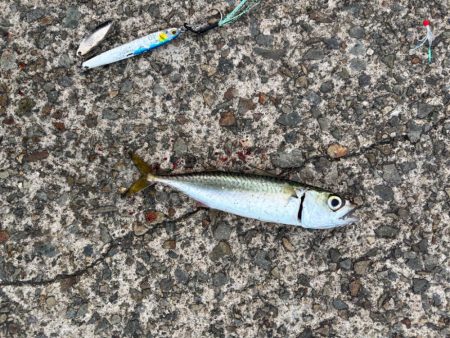 ジグサビキ　24