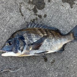 終わりかけにチヌ釣れした！