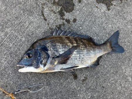 終わりかけにチヌ釣れした！