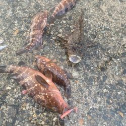 オニオコゼとキジハタ