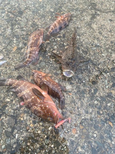 オニオコゼとキジハタ