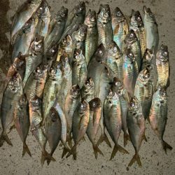 アジングとタチウオ