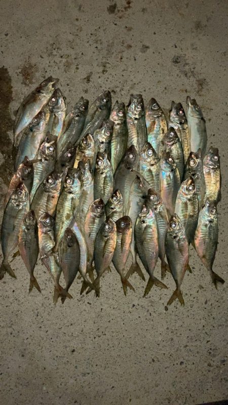 アジングとタチウオ