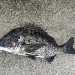 雨の中、魚達の活性高いです♪