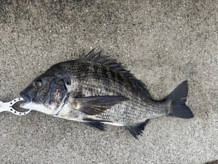 雨の中、魚達の活性高いです♪