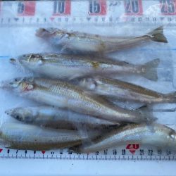 チャリコギスタ