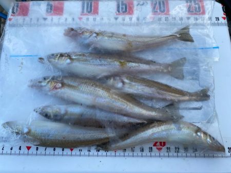 チャリコギスタ