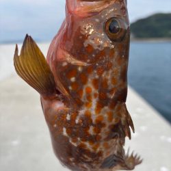 ロックフィッシュ釣行