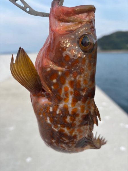 ロックフィッシュ釣行