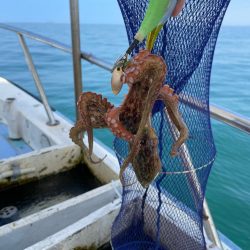 今シーズン最後のマダコ釣り