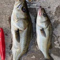 エビ撒き散らしセイゴ釣れてます