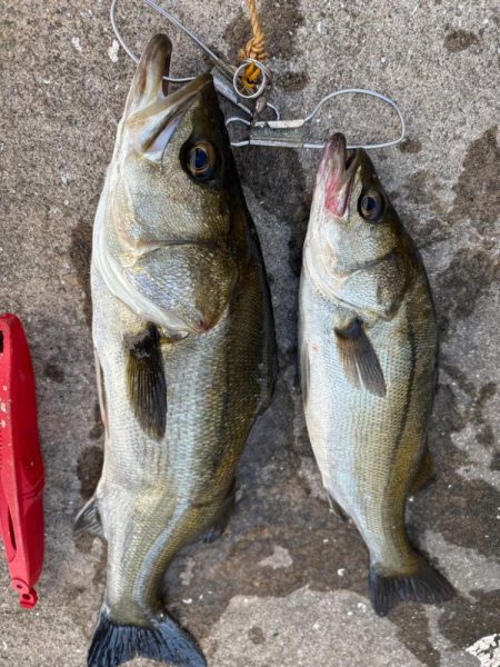 エビ撒き散らしセイゴ釣れてます