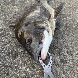 エビ撒き　渋い中何とか釣れました