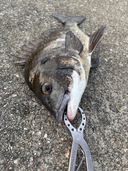 エビ撒き　渋い中何とか釣れました