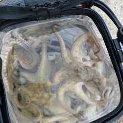 久々の〜タコやで〜