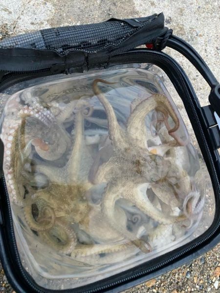 久々の〜タコやで〜