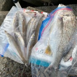 夕刻のシロギスタ