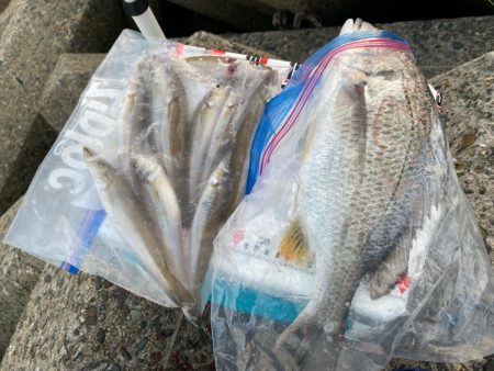 夕刻のシロギスタ