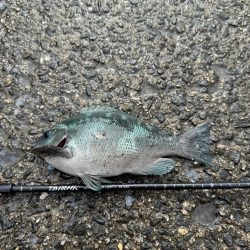 久しぶりのフカセ釣り