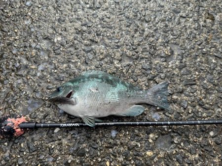 久しぶりのフカセ釣り