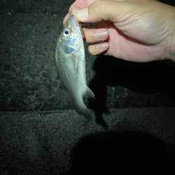 夜の電気ウキ釣り