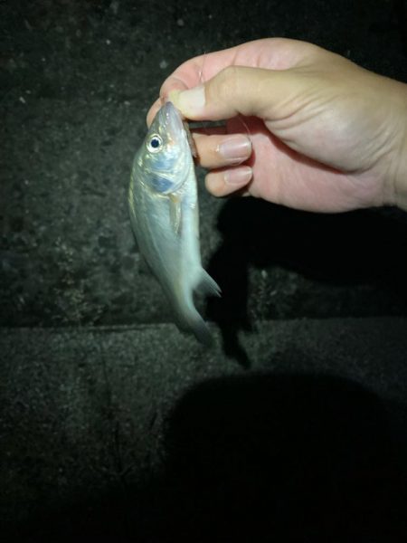 夜の電気ウキ釣り