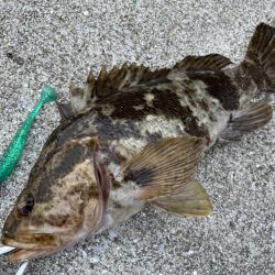 デイアコウがんばる・・・根魚多数