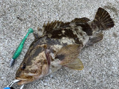 デイアコウがんばる・・・根魚多数