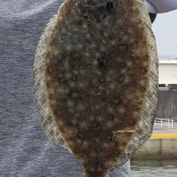 のませでヒラメ