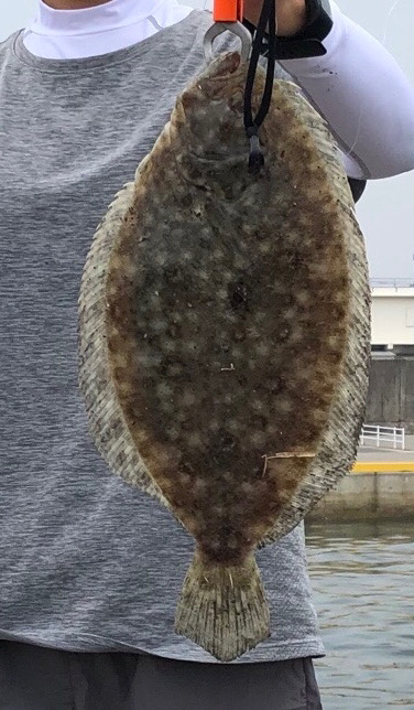 のませでヒラメ