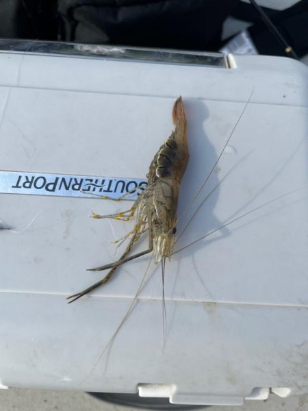 はじめてのテナガエビ