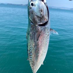 カツオ・アジ・太刀魚