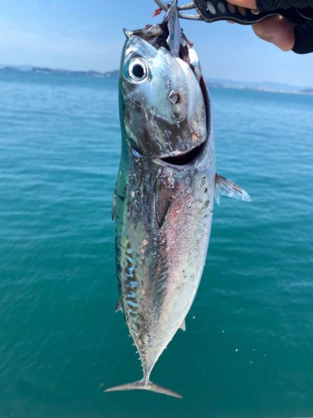 カツオ・アジ・太刀魚