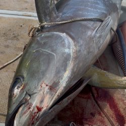 キハダキャスティング