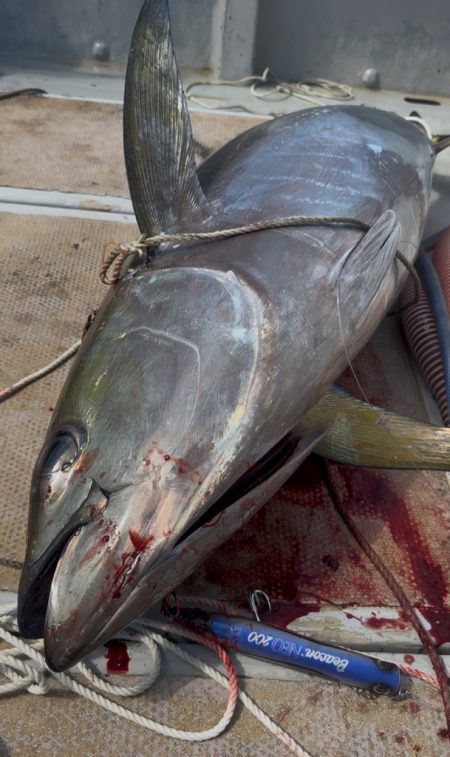 キハダキャスティング