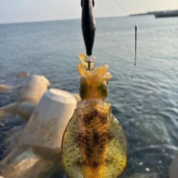 エギング2時間青物2時間