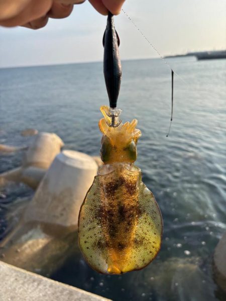 エギング2時間青物2時間