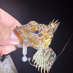 盆休み最後の釣りはアジング