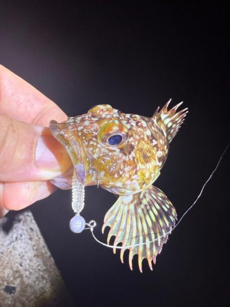 盆休み最後の釣りはアジング