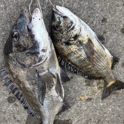 エビ撒きでチヌ好調です