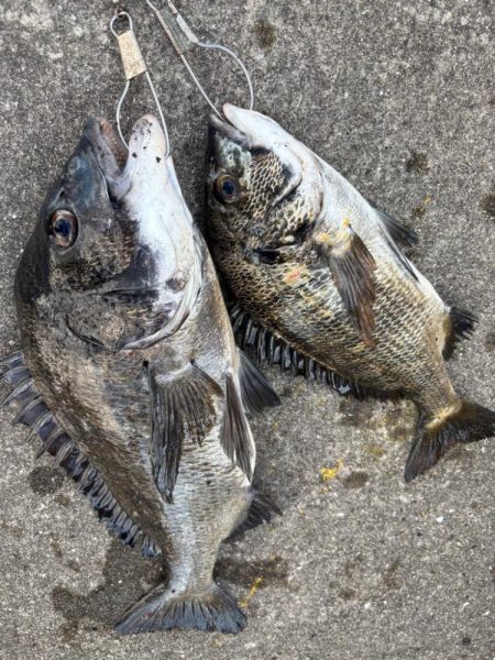 エビ撒きでチヌ好調です