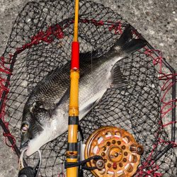 ヘチってきました