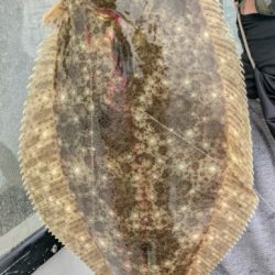 ライト落とし込み釣り